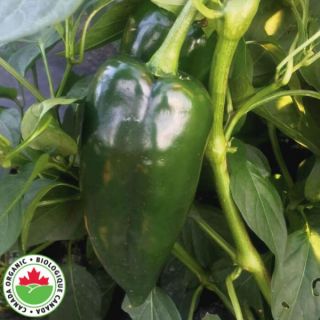 Bastan Organic Pepper Thumbnail